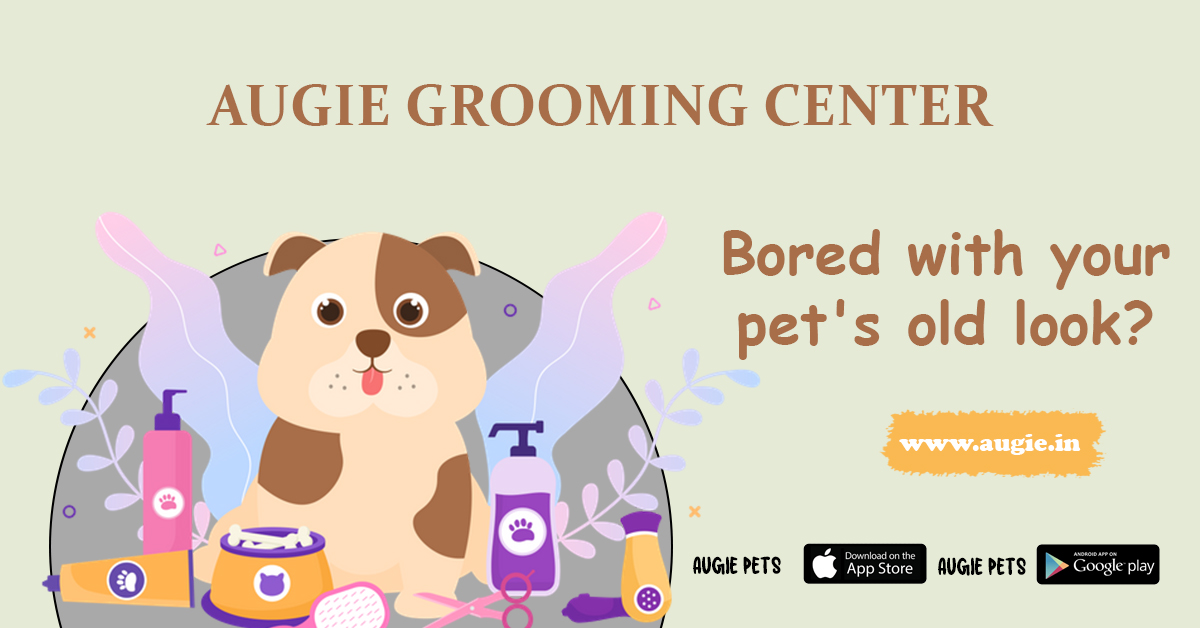 Pet Grooming Services Near Me